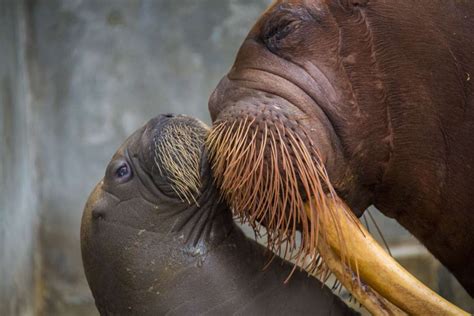 First Baby Walrus Born At Sea World Orlando - Environment - Local News ...