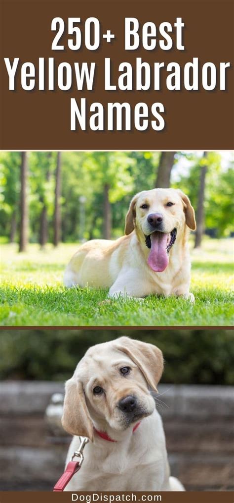 250+ Best Yellow Labrador Names (2022 Updated) - Dog Dispatch