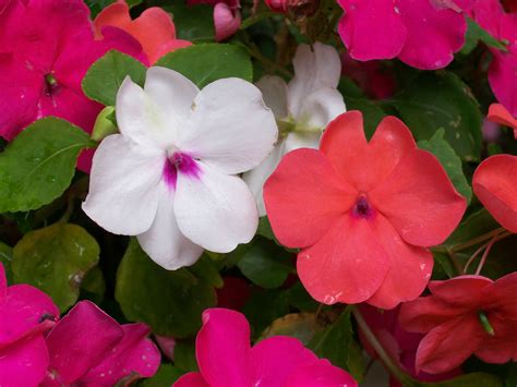 Impatiens: How to Plant, Grow, and Care for Impatiens Flowers | The Old Farmer's Almanac