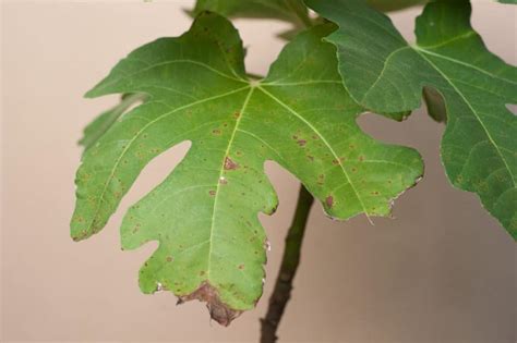 Fig Tree Diseases » Tips on Identification & Control