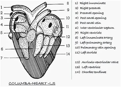 REPTILE HEART-BIRD HEART-MAMMAL HEART- COMPARATIVE ANATOMY