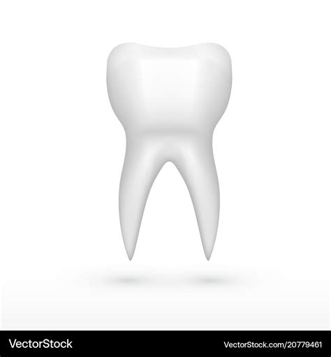 Clear one white molar tooth with shadow Royalty Free Vector