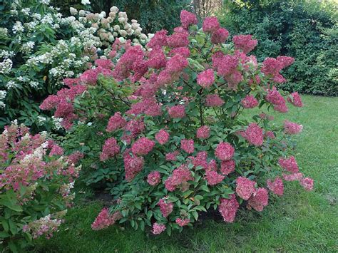 How to Grow and Care for Strawberry Sundae Hydrangea