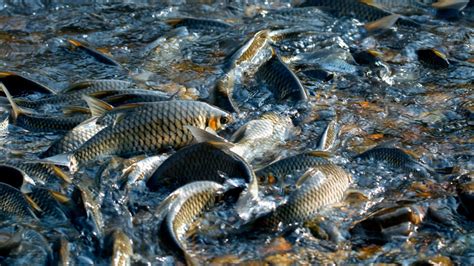 Community conservation reserves protect fish diversity in tropical rivers | Cornell Chronicle