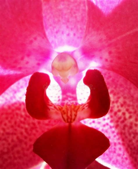 Pink Orchid Close-up stock photo. Image of flower, orchid - 36498180