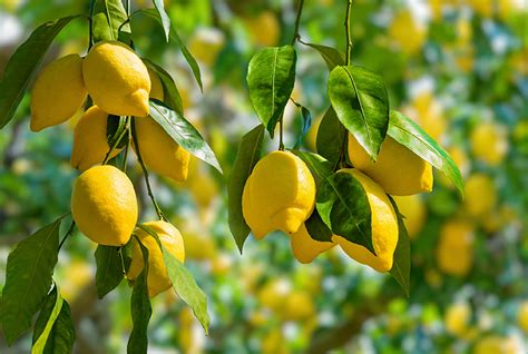 Decoding Yellow Leaves On A Lemon Tree