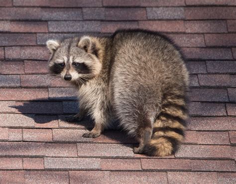 Your Raccoon Inspection - Apex Wildlife Control