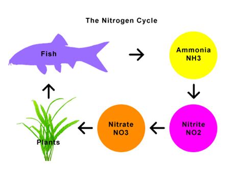 Nitrogen Cycle - Serene Aquarium Australia