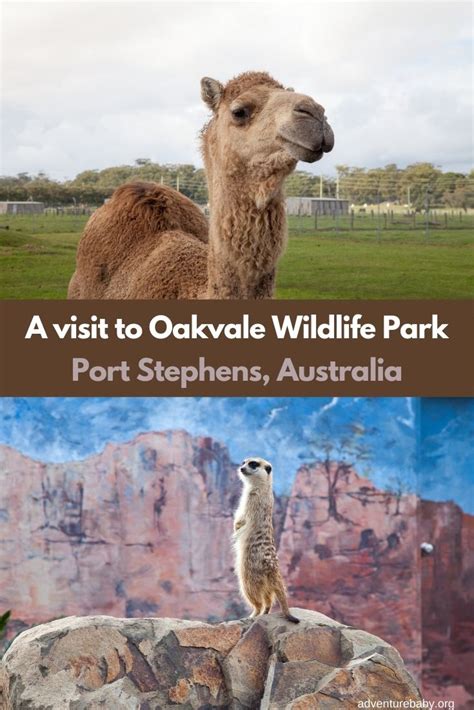 Tips for Visiting Oakvale Wildlife Park, Port Stephens - Adventure, baby!