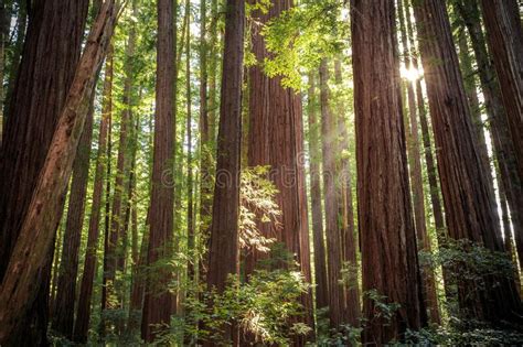 Sunset Views in the Redwood Forest, Humboldt Redwoods State Park ...