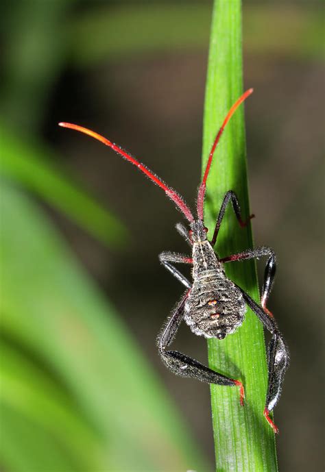 Leaf-footed Bug Nymph Photograph by Ivan Kuzmin - Fine Art America