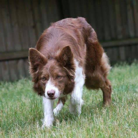 Border Collie female - herder | Canine companions, Dog photos, Border ...