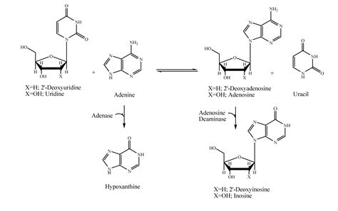 Molecules | Free Full-Text | Thermus thermophilus Strains Active in ...