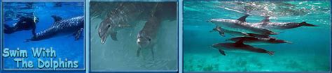 Swim with the Dolphins Bahamas - 1 Day Bahamas Cruise