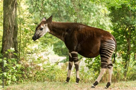 Okapi (Okapia johnstoni), forest giraffe, artiodactyl mammal native to ...