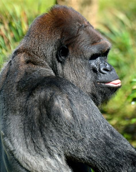 Silverback Gorilla Free Stock Photo - Public Domain Pictures