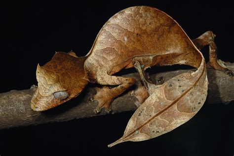 Uroplatus phantasticus - a photo on Flickriver