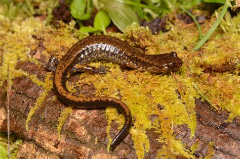 Family Plethodontidae: Lungless Salamanders - Andrew DuBois