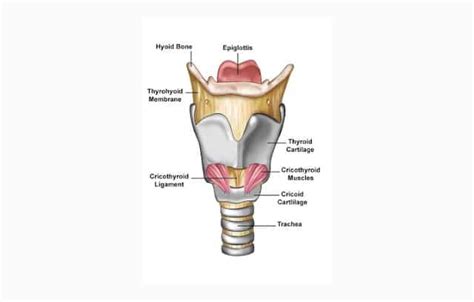 Pengertian Laring, Fungsi, Struktur dan Bagian Bagian Laring Terlengkap – Pelajaran Sekolah Online