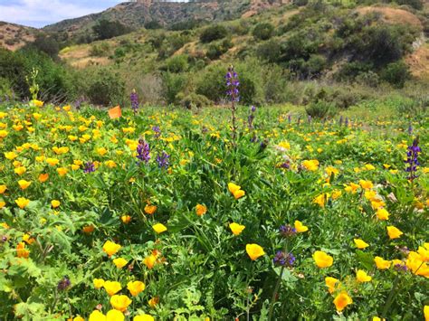 Wildflowers Bloom on the Irvine Ranch Natural Landmarks - The Local ...