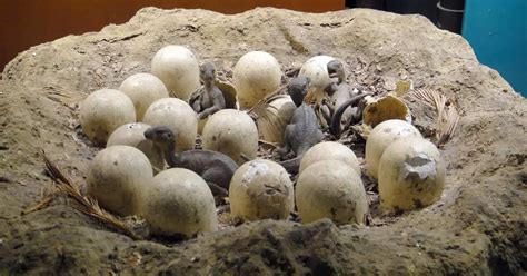 Dinosaur Eggs | Dinosaurs - Pictures and Facts