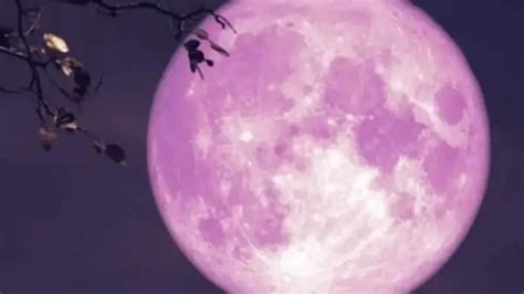 Flower Moon 2023: when, at what time and where can it be observed? - TIme News