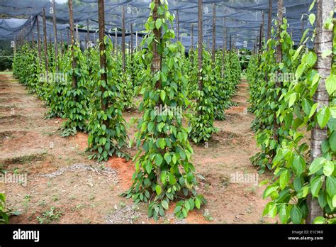 Pepper Farm on Phu Quoc Island in Vietnam Stock Photo - Alamy