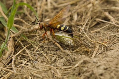 Killer wasps work to rid trees of cicadas