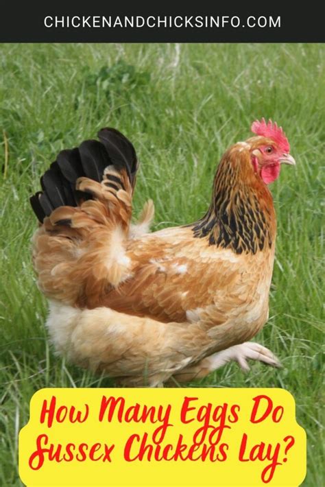 How Many Eggs Do Sussex Chickens Lay? - Chicken & Chicks Info