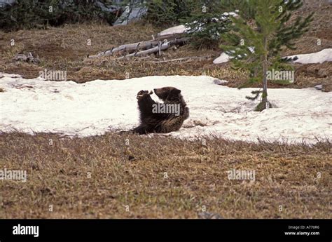 Grizzly bear cub playing Stock Photo - Alamy