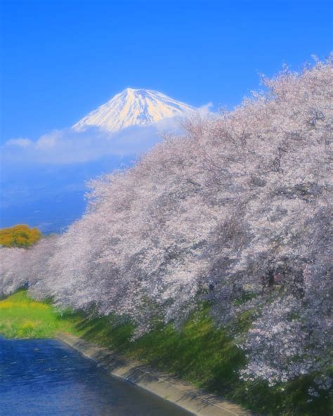 Shizuoka Prefecture Fuji 🗻 and cherry 🌸 RyuIwaoFukashi (Uruigawa) at Mount Fuji