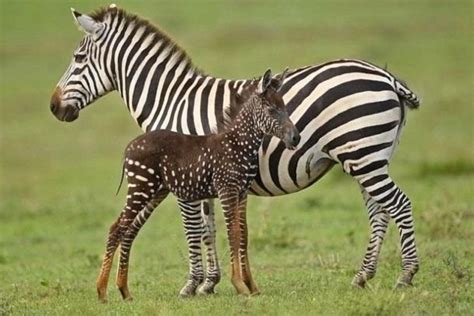 Rare Polka-dot Zebra Spotted in the Masai Mara, Kenya