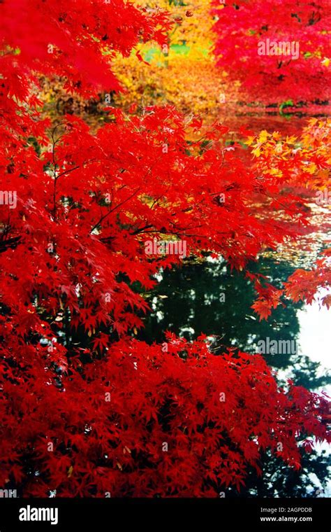 Autumn Glory Maple Tree in Blazing Colour Stock Photo - Alamy