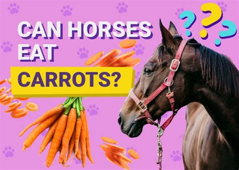 Can Horses Eat Carrots? Diet & Health Advice | Pet Keen