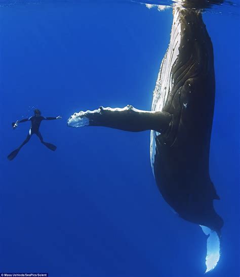 Swimming This Close To A 52 Foot Whale Is Crazy Enough. What The Whale ...