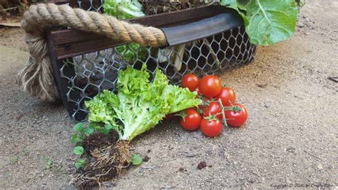 A Crafty Mix | Easy DIY Harvesting Basket - A Crafty Mix