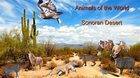 Animals of the World | Sonoran Desert | Educational Videos for Kids ...