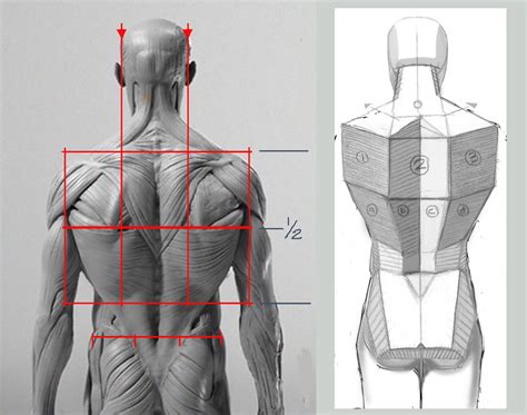 Fall 2017 Étude de la forme humaine section B) // Drawing the human ...