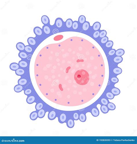 Egg cell anatomy stock vector. Illustration of gene - 192828393