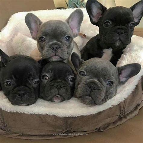 French Bulldog Puppies | French bulldog puppies, Bulldog puppies, Dogs