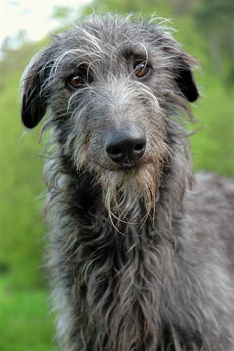 Scottish Deerhound Dog Breed Information