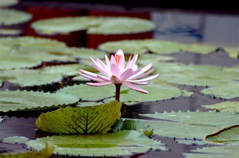 Free stock photo of flower, lotus, pond