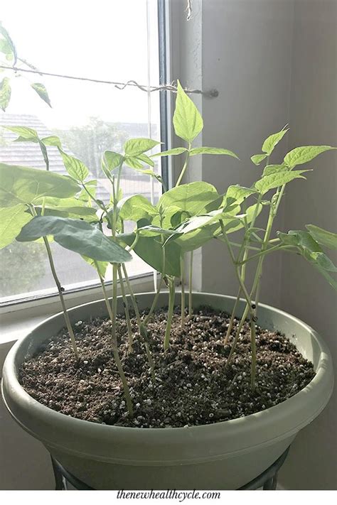 Growing Green Beans Indoors - Okejely Garden Plant