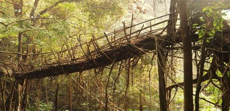 Living Root Bridges of Meghalaya - Civilsdaily