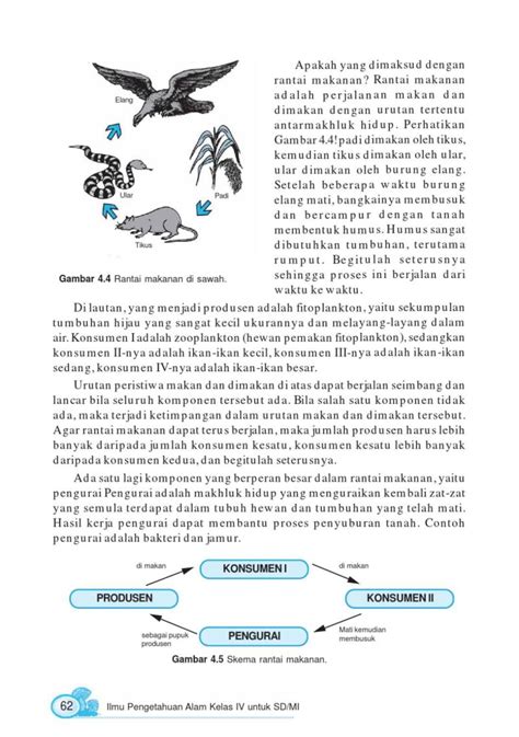 Rantai Makanan Di Sawah - Edukasinewss.com