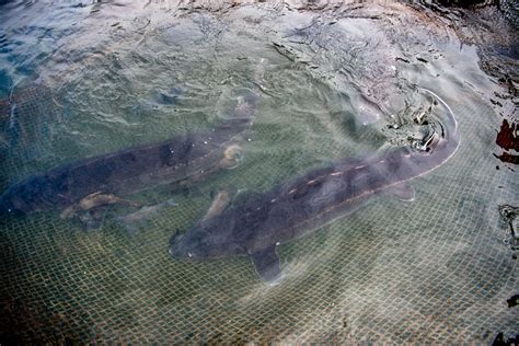 China achieves breakthrough in Yangtze sturgeon's natural reproduction in the wild- China.org.cn