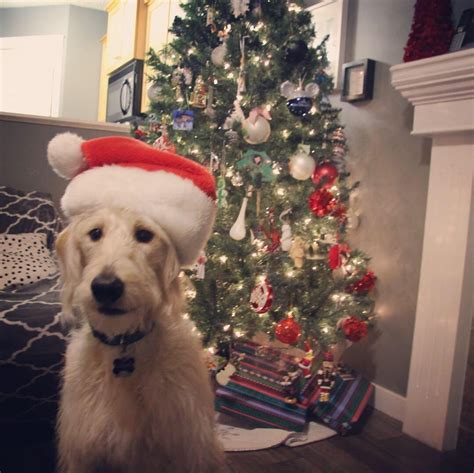 This is Lloyd he was born on Christmas Day. He turns 1 this year. He’s ...