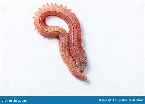 Sand Worm Perinereis Sp. is the Same Species As Sea Worms Polychaete. Stock Photo - Image of ...