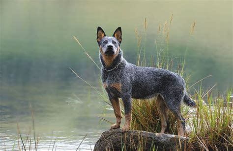 Dingo vs Austrailian Blue Heeler - Breed Comparison