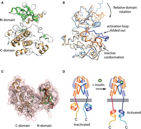 Three-dimensional crystal structure of the insulin receptor tyrosine... | Download Scientific ...